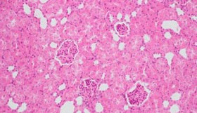 内分泌代谢类动物模型