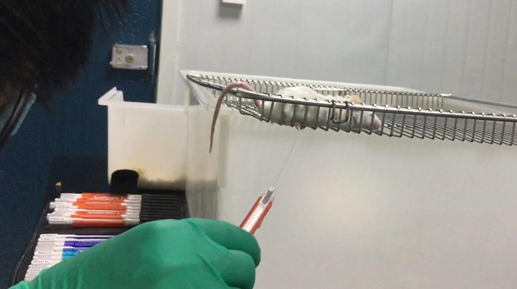 脊髓损伤动物模型  神经系统模型