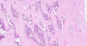 外科类动物模型