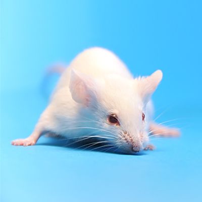 STZ诱导 I 型糖尿病模型_糖尿病老鼠造模_裸鼠糖尿病动物模型_小白鼠糖尿病造模