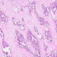 外科类动物模型