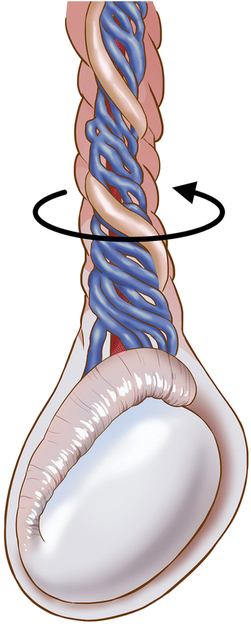 睾丸缺血再灌注模型