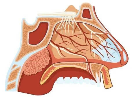 冲上热搜的「睡眠窒息症」，孩子也可能得这种病！
