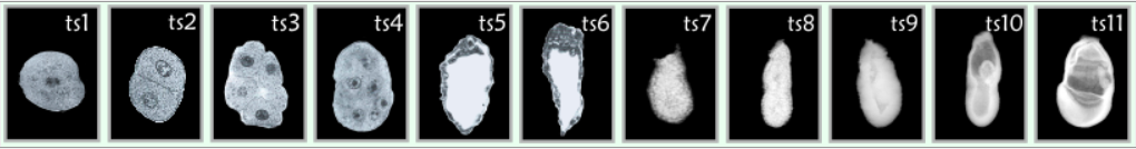 一枚受精卵如何“变”成一只小鼠？