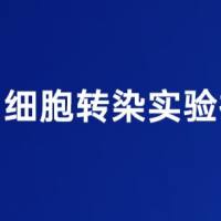 细胞转染实验_细胞转染实验技术服务_细胞培养转染外包实验