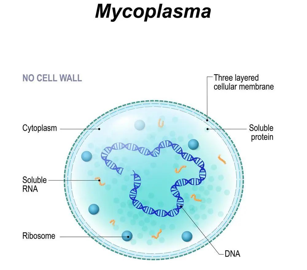 关于CDX模型，这些知识点你必须了解！