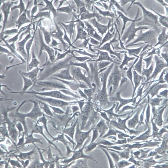 ID8细胞、ID8细胞株、ID8细胞系