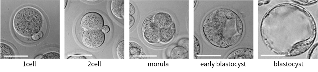 一枚受精卵如何“变”成一只小鼠？