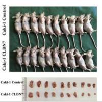 皮下植瘤原位瘤模型