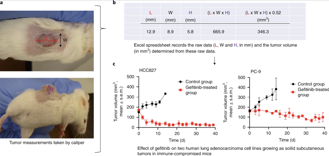 关于CDX模型，这些知识点你必须了解！