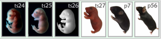一枚受精卵如何“变”成一只小鼠？