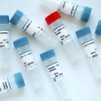 Rabbit (DA1E) monocloning antibody IgG XP ®  Isotype Control (CUT&RUN)