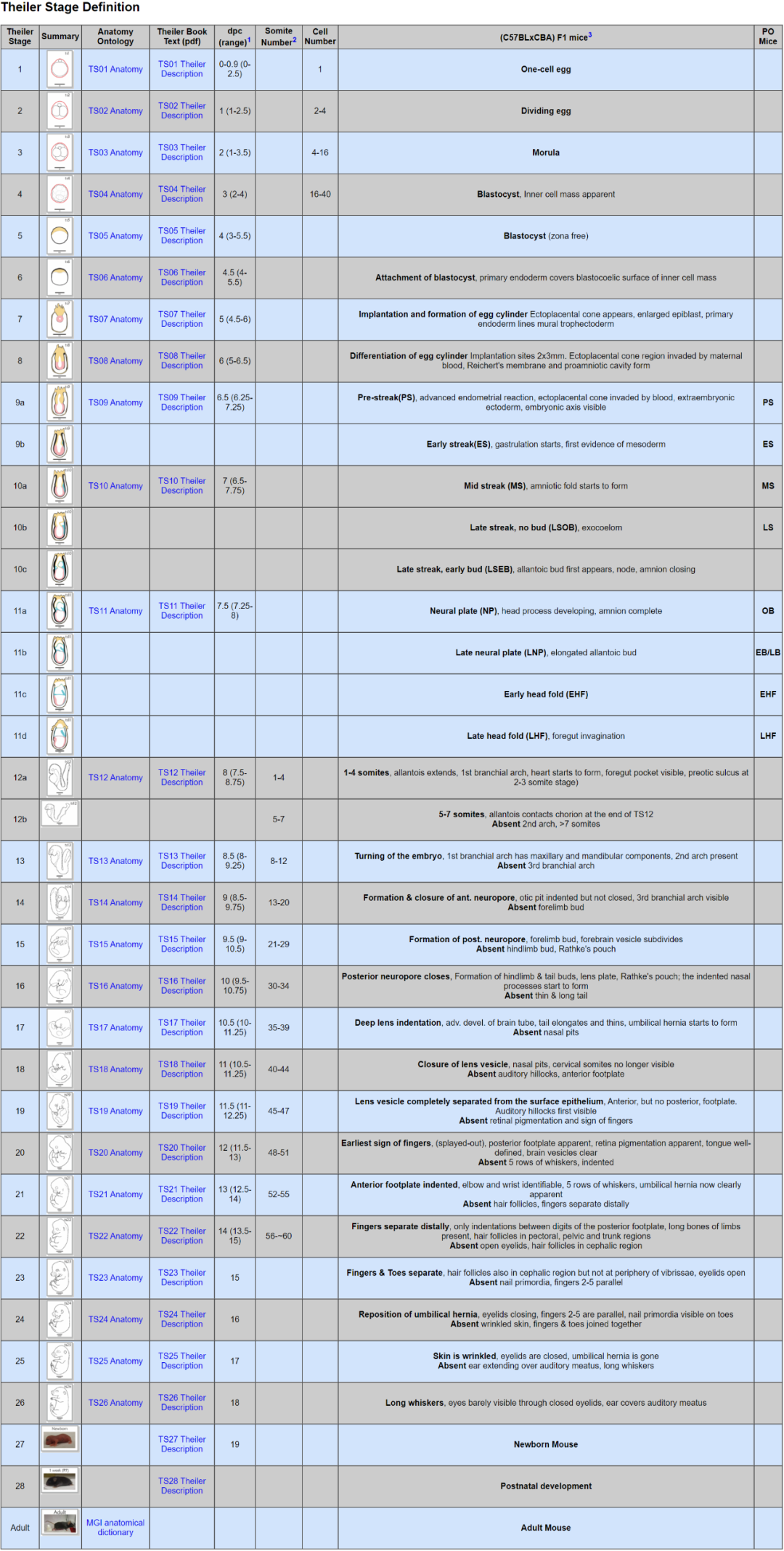 一枚受精卵如何“变”成一只小鼠？