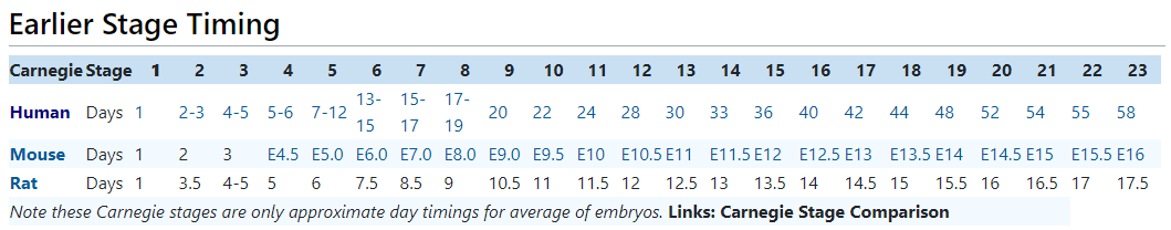 一枚受精卵如何“变”成一只小鼠？