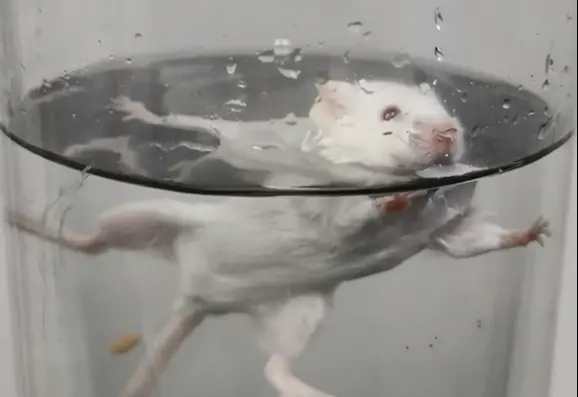 天后陨落，抑郁难治？动物抑郁模型的常用模型方法↓