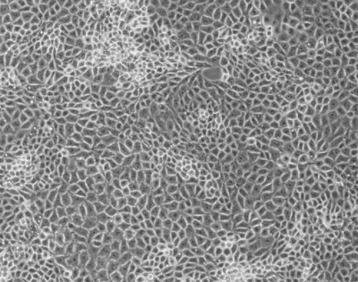 细胞攻略 | PK-15(猪肾细胞)细胞培养教程