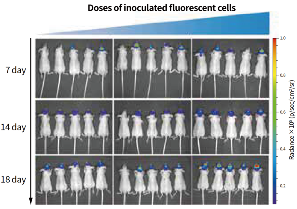 关于CDX模型，这些知识点你必须了解！
