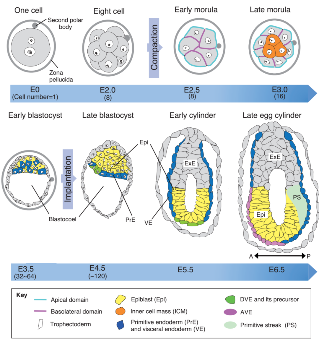 一枚受精卵如何“变”成一只小鼠？