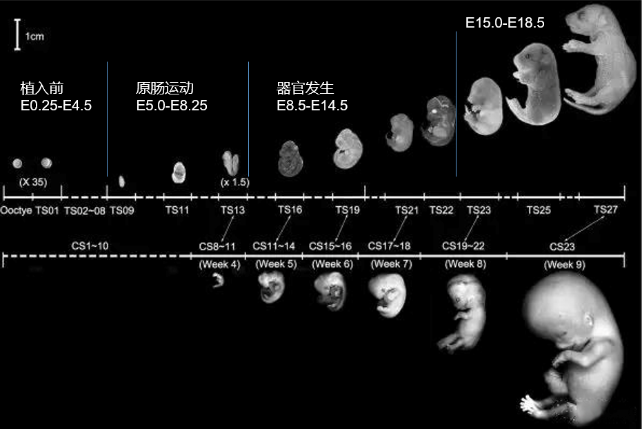 一枚受精卵如何“变”成一只小鼠？