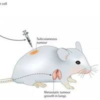 脑胶质瘤动物模型