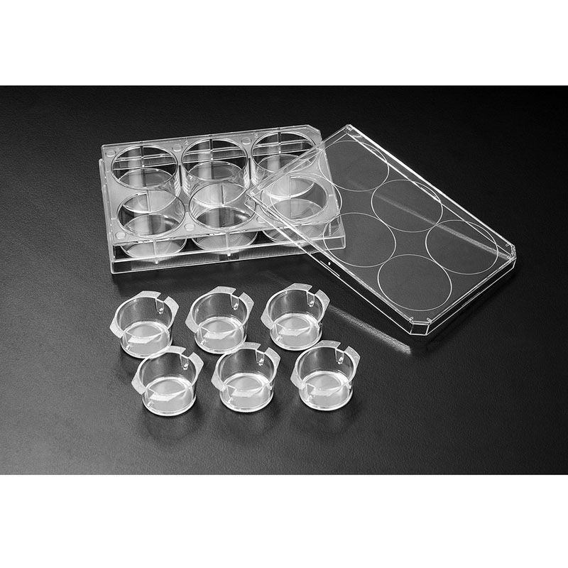 SPL life sciences，36224 ，插入式细胞培养器(Transwell小室),适用于24孔板,pe膜,半透明,6.5mmØ