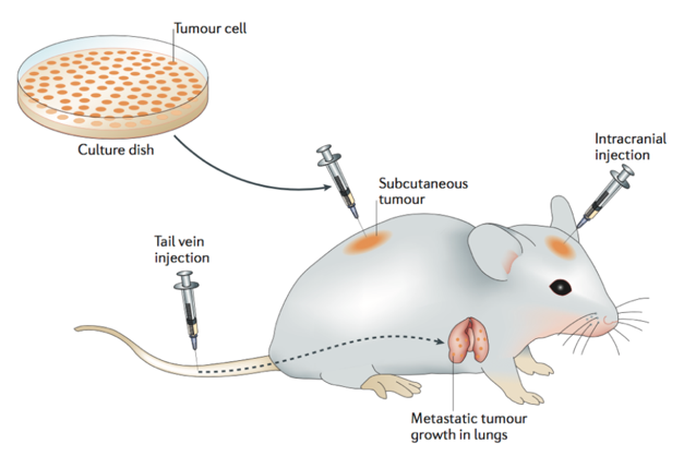关于CDX模型，这些知识点你必须了解！