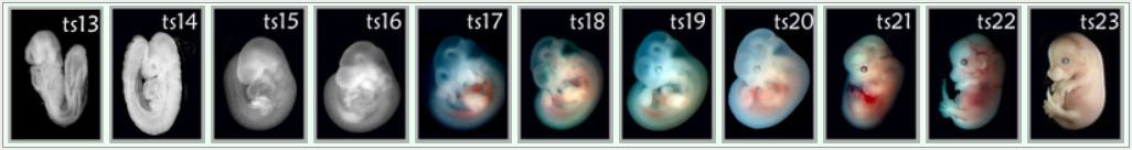 一枚受精卵如何“变”成一只小鼠？