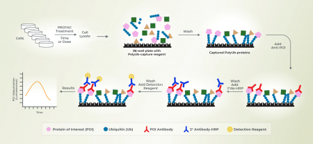 PROTAC检测板试剂盒，基于板的高通量方法