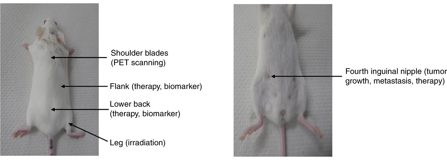 关于CDX模型，这些知识点你必须了解！