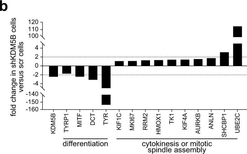 辣根过氧化物酶HRP标记亲和纯化山羊抗小鼠IgG(H+L)二