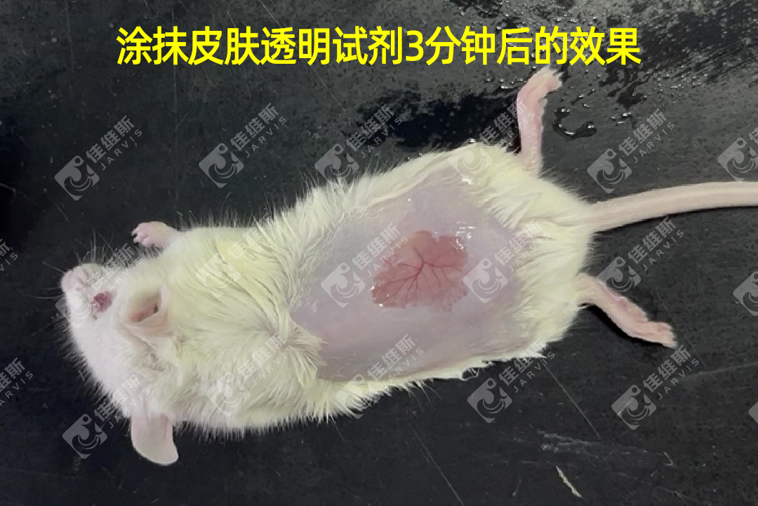 小鼠活体皮肤透明化