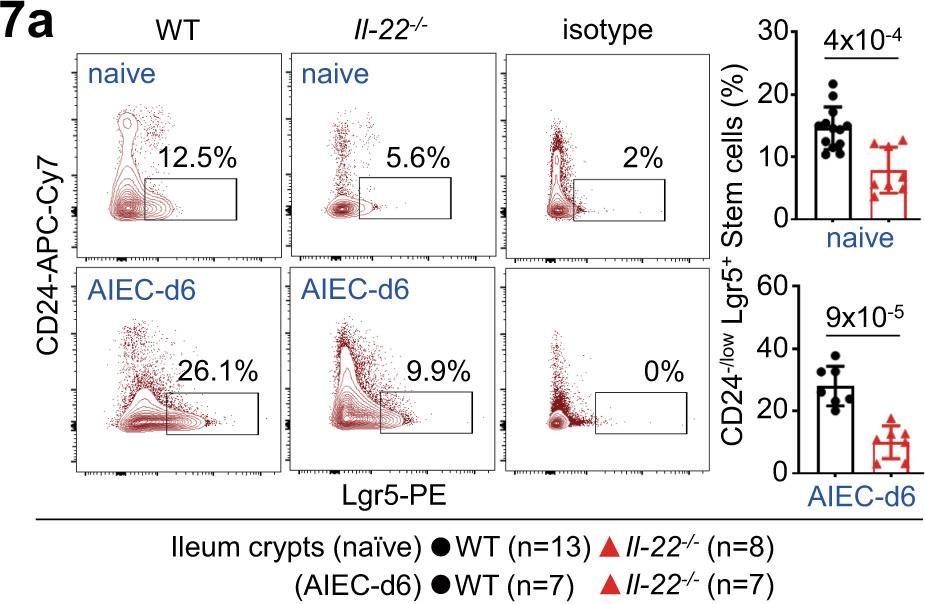 Western Blotting in Mus musculus (House mouse) Published in Nat Commun on 15 February 2022 by Chiang, H. Y., Lu, H. H., et al. under a CC-BY license.