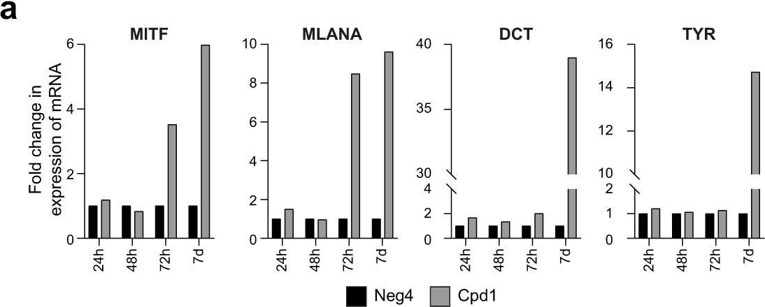 辣根过氧化物酶HRP标记亲和纯化山羊抗小鼠IgG(H+L)二