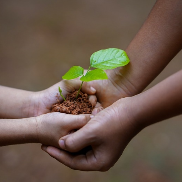 匠心独运 | 赛默飞新品EXTREVA ASE快速溶剂萃取浓缩仪高效助力土壤检测