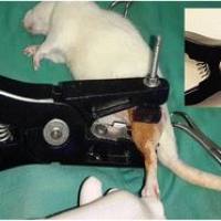 骨折动物模型  骨科模型
