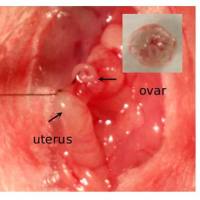 骨质疏松动物模型 骨科模型
