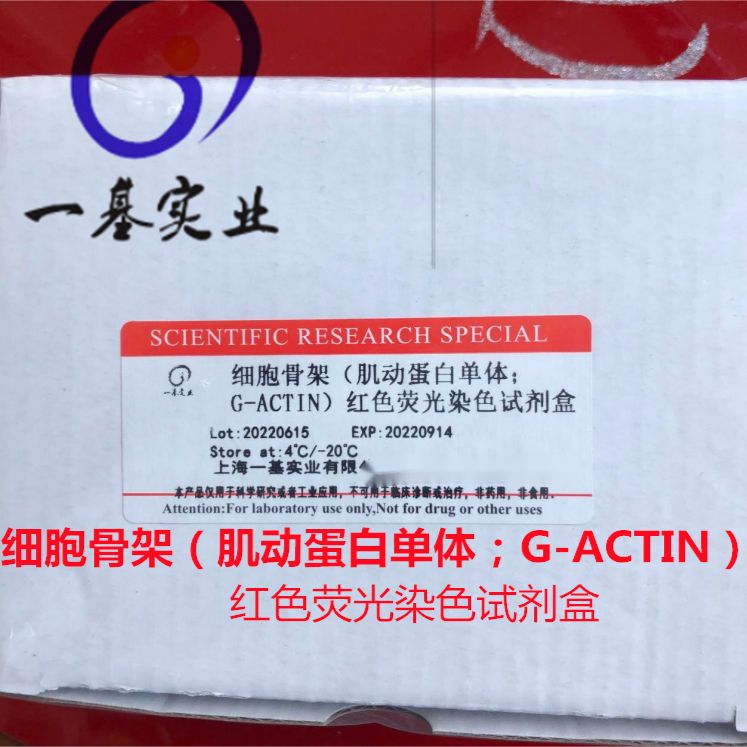 细胞骨架（肌动蛋白单体；G-ACTIN）红色荧光染色试剂盒