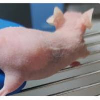 胰腺癌动物模型