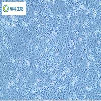 BxPC-3(人原位胰腺腺癌细胞)