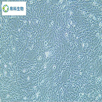 FRhK-4（恒河猴胚肾细胞）