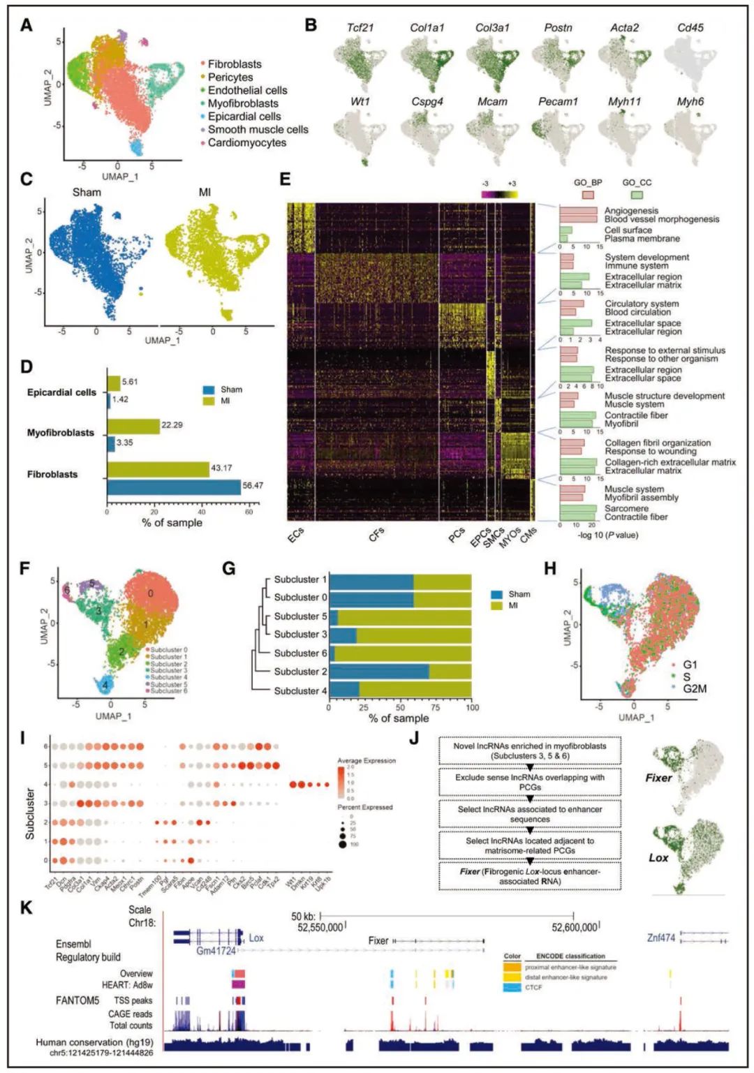 lncRNA研究进展盘点丨20230712期