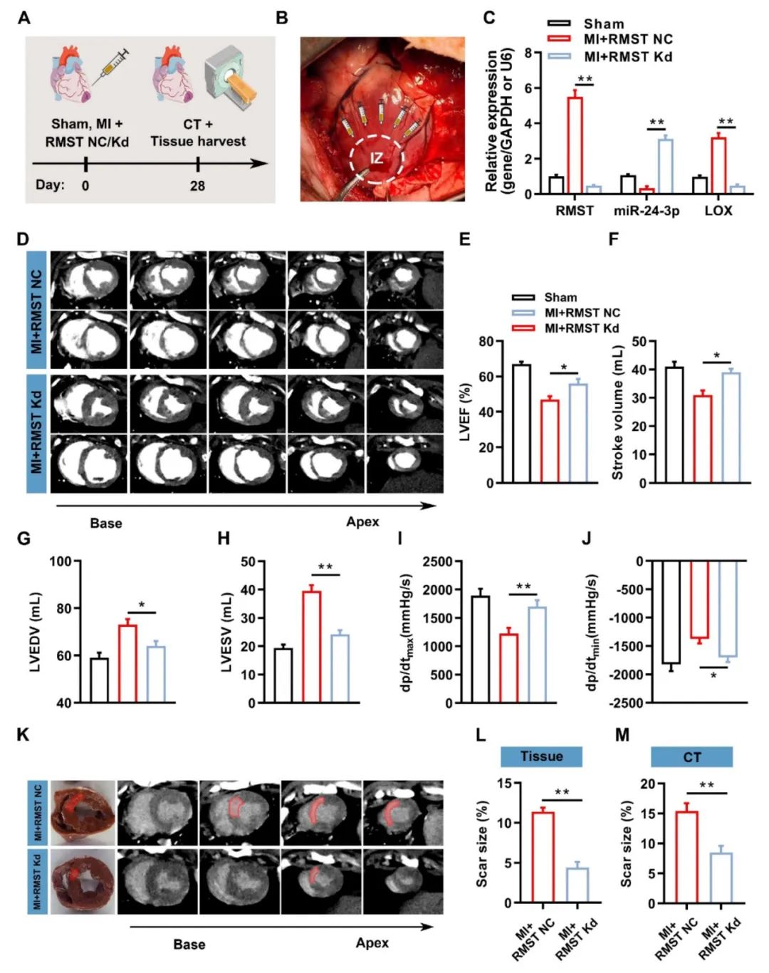 lncRNA研究进展盘点丨20230718期