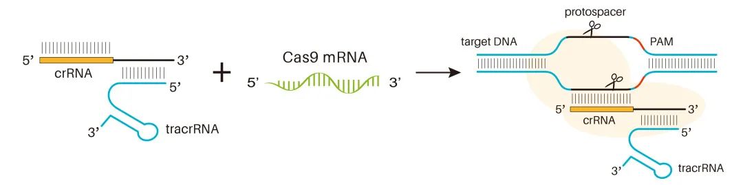 基于Cas9 mRNA的全RNA体系，让基因编辑更简单！