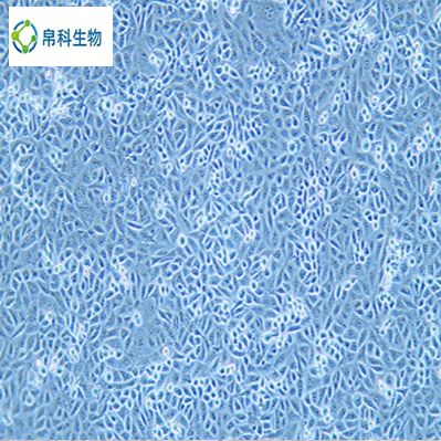 COS-7（非洲绿猴SV40转化的肾细胞）