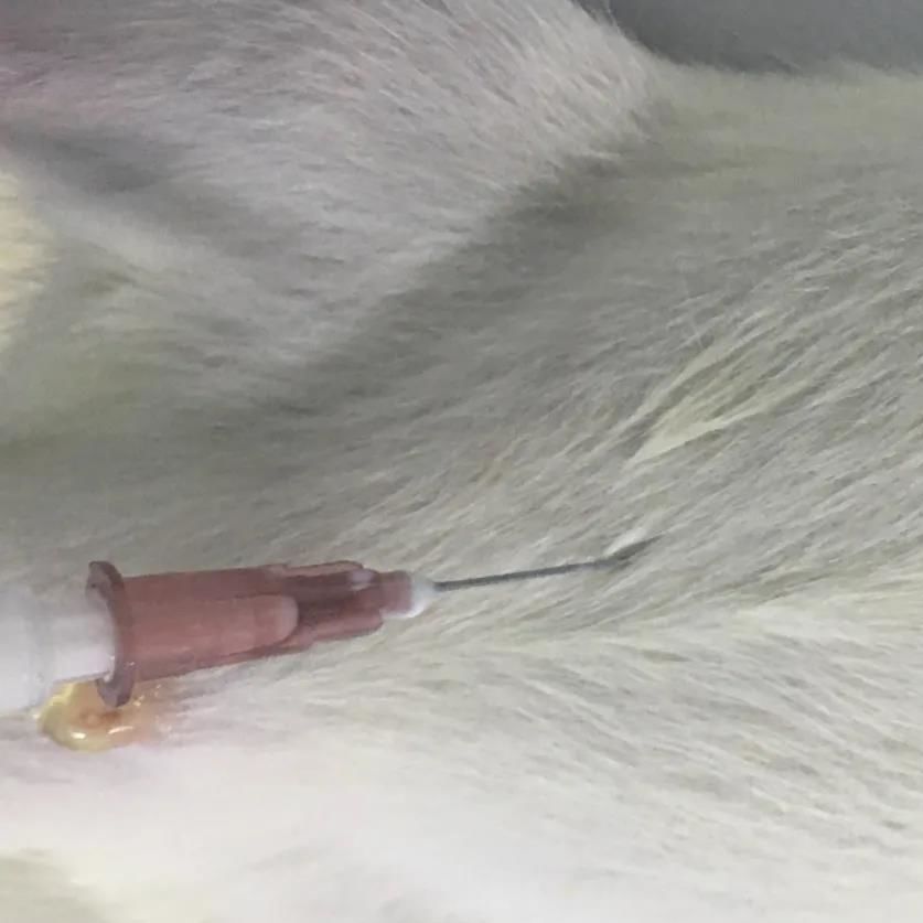 鼻炎模型 五官系统模型