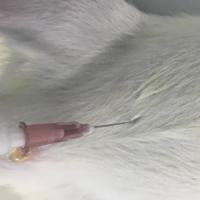 鼻炎模型  五官系统模型