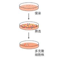 稳定细胞系构建服务