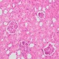 内分泌代谢类动物模型