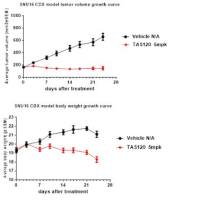 异种肿瘤移植模型