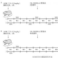 直结肠癌动物模型